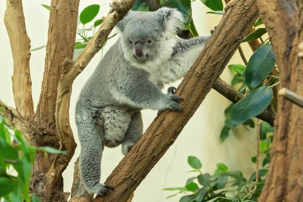 Koala ve vídeňské zoo
